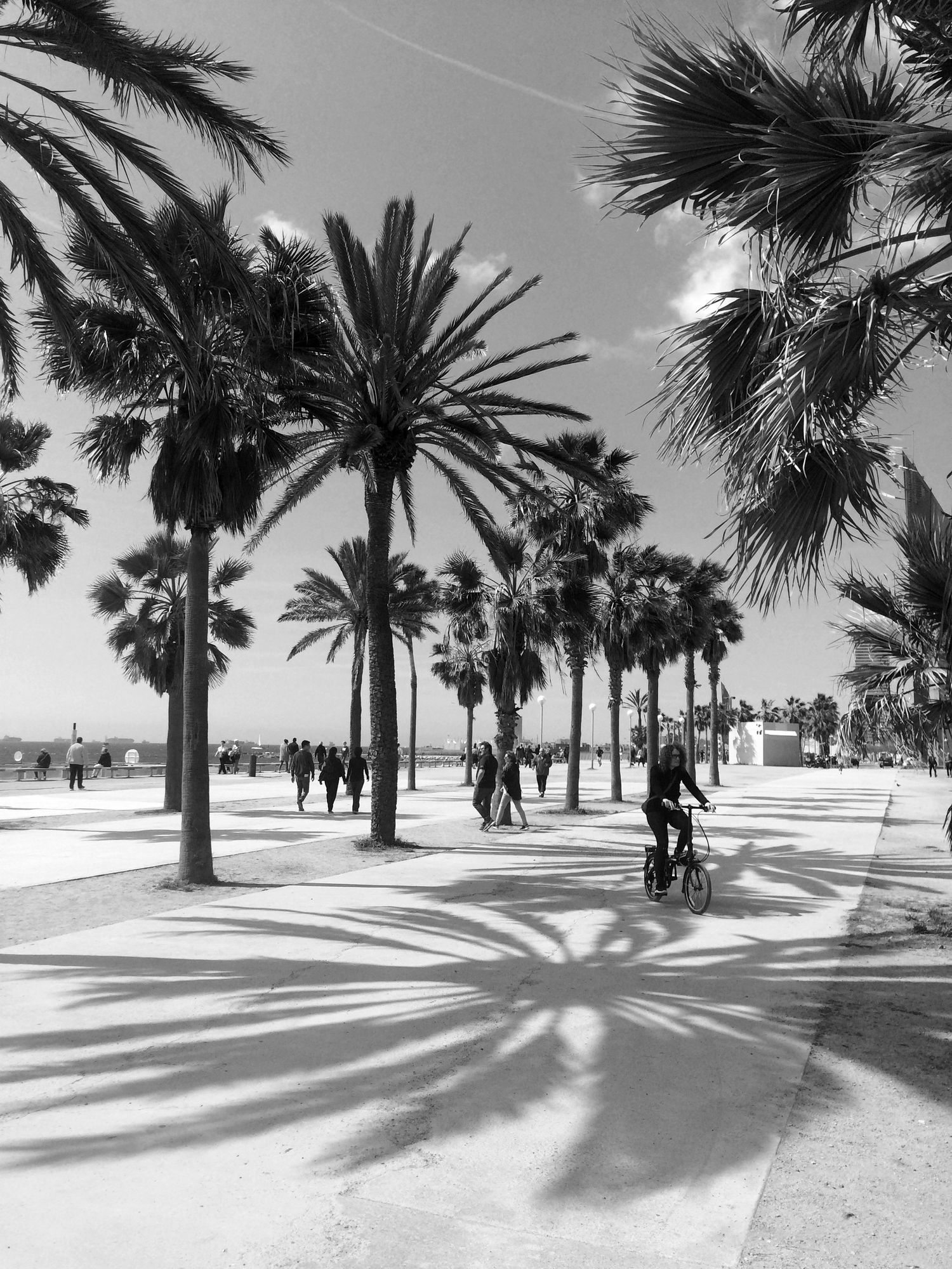 Black and white photo of palm trees casting dramatic shadows on a sunny beachside promenade with cyclists.