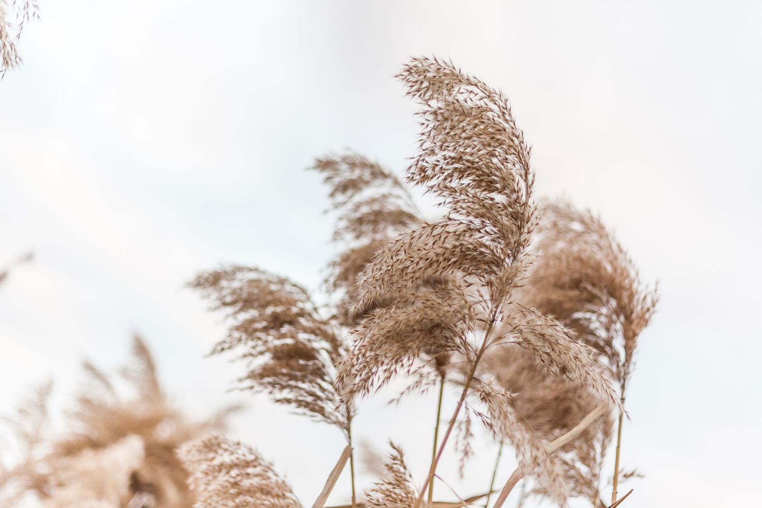 Dry golden pampas grass swaying in the wind against a soft white sky in a minimalist nature scene.