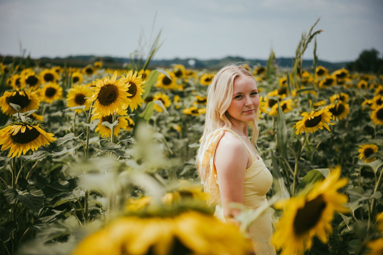 A bright yellow sunflower field on a sunny day with green stalks stretching into the distant horizon.