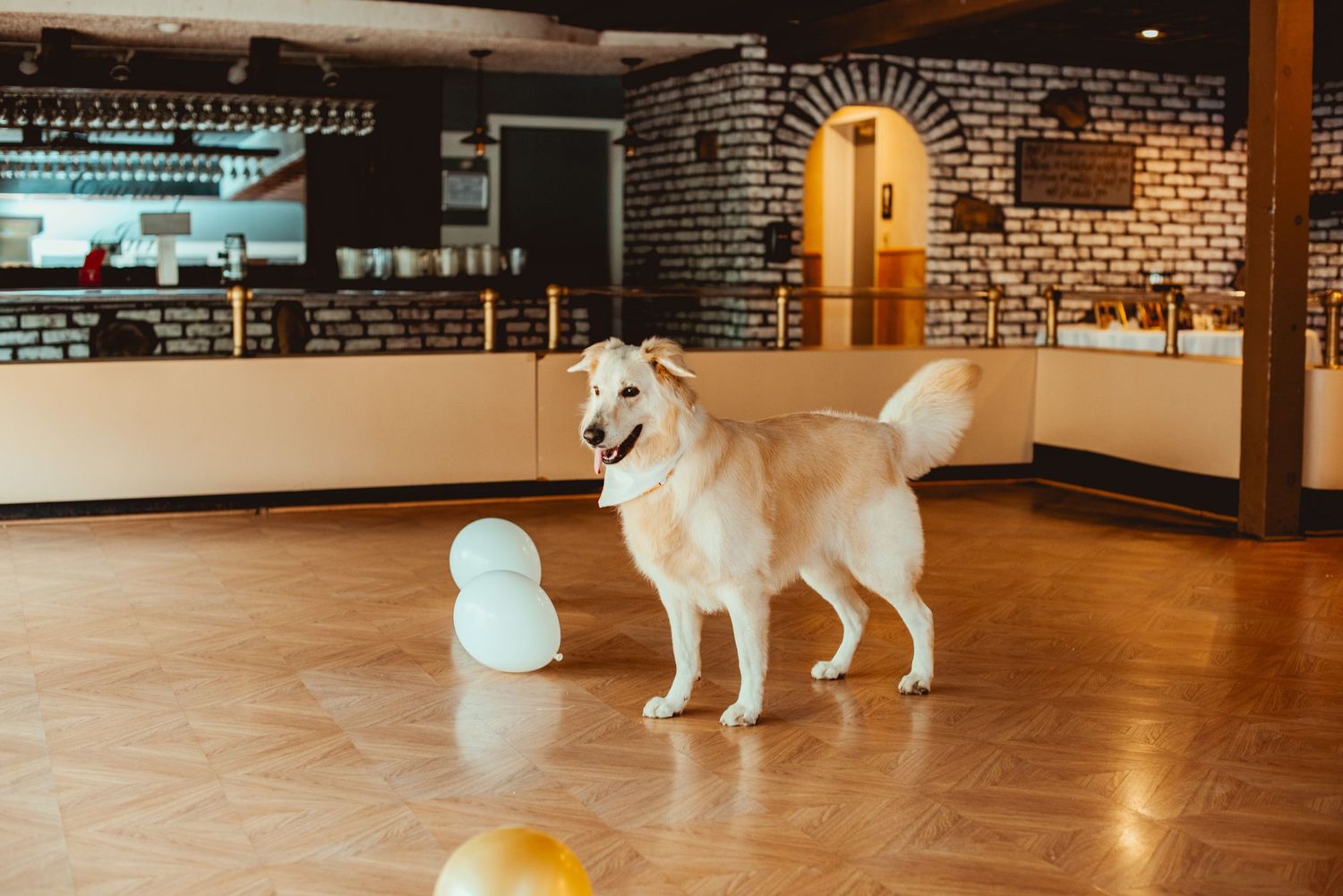 White husky dog stands attentively on wooden floor in modern room with exposed brick walls.