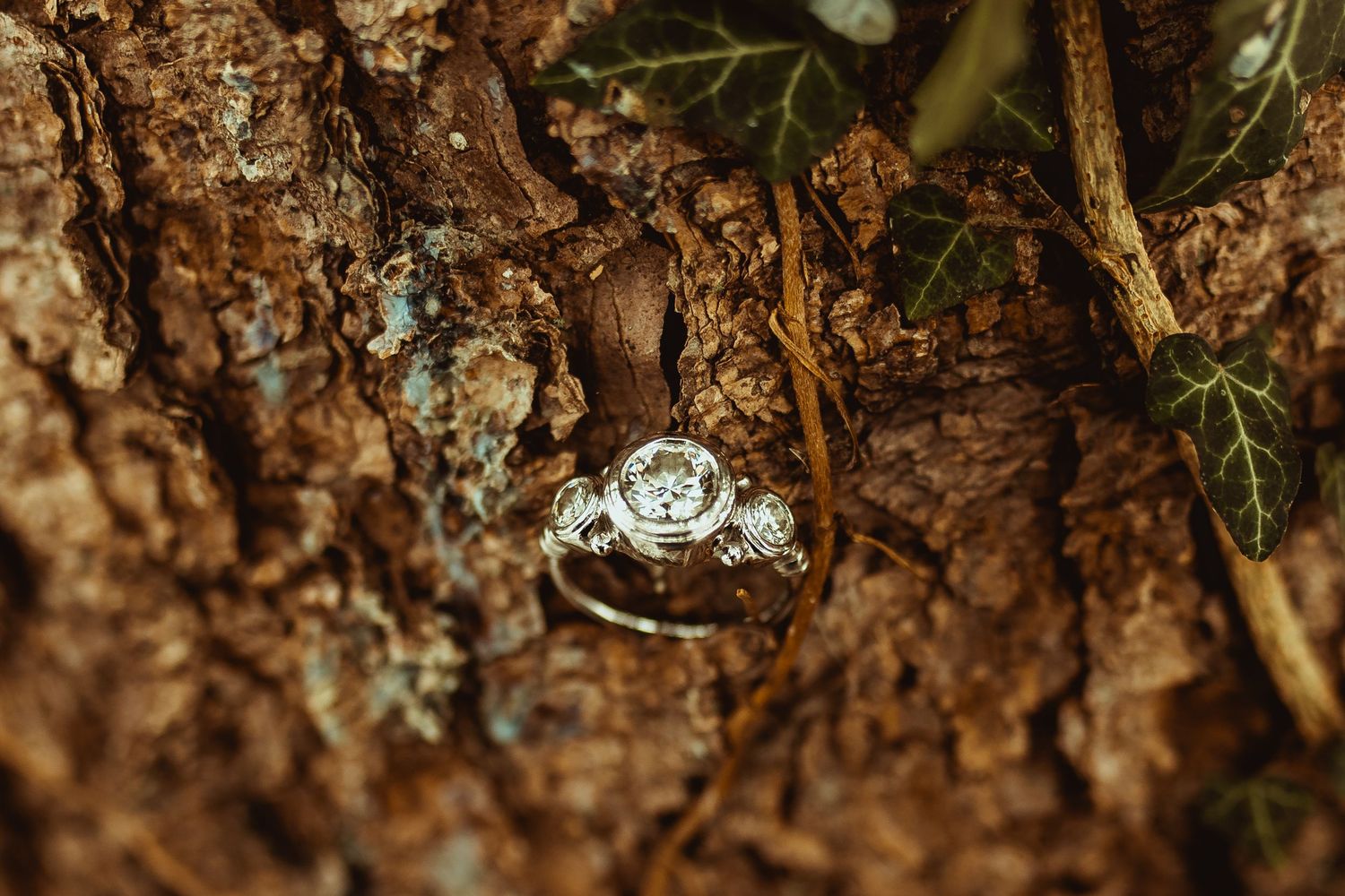 A tiny white spider with intricate markings perches on brown tree bark in a natural forest setting.
