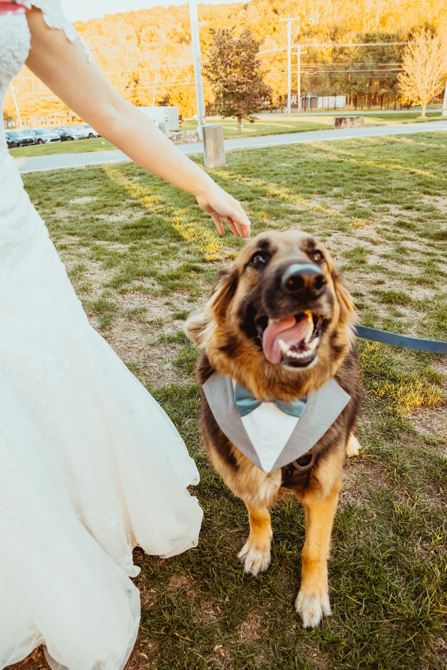 Happy dog wearing a bow tie plays with a wedding dress in a grassy field at sunset.