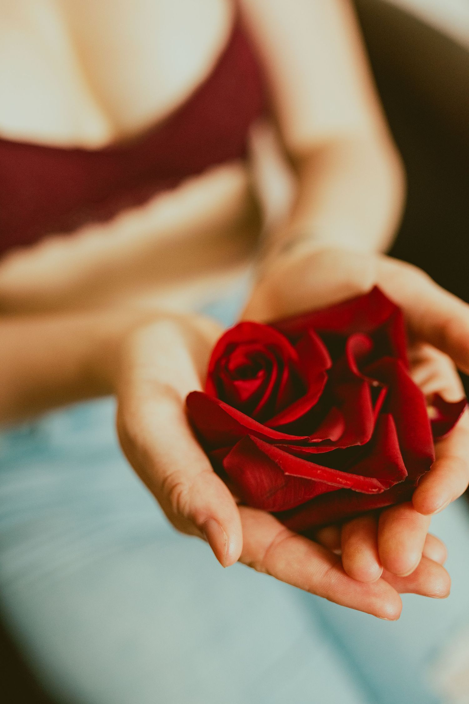 A delicate red rose blossom rests gently in cupped hands against a soft blue background.