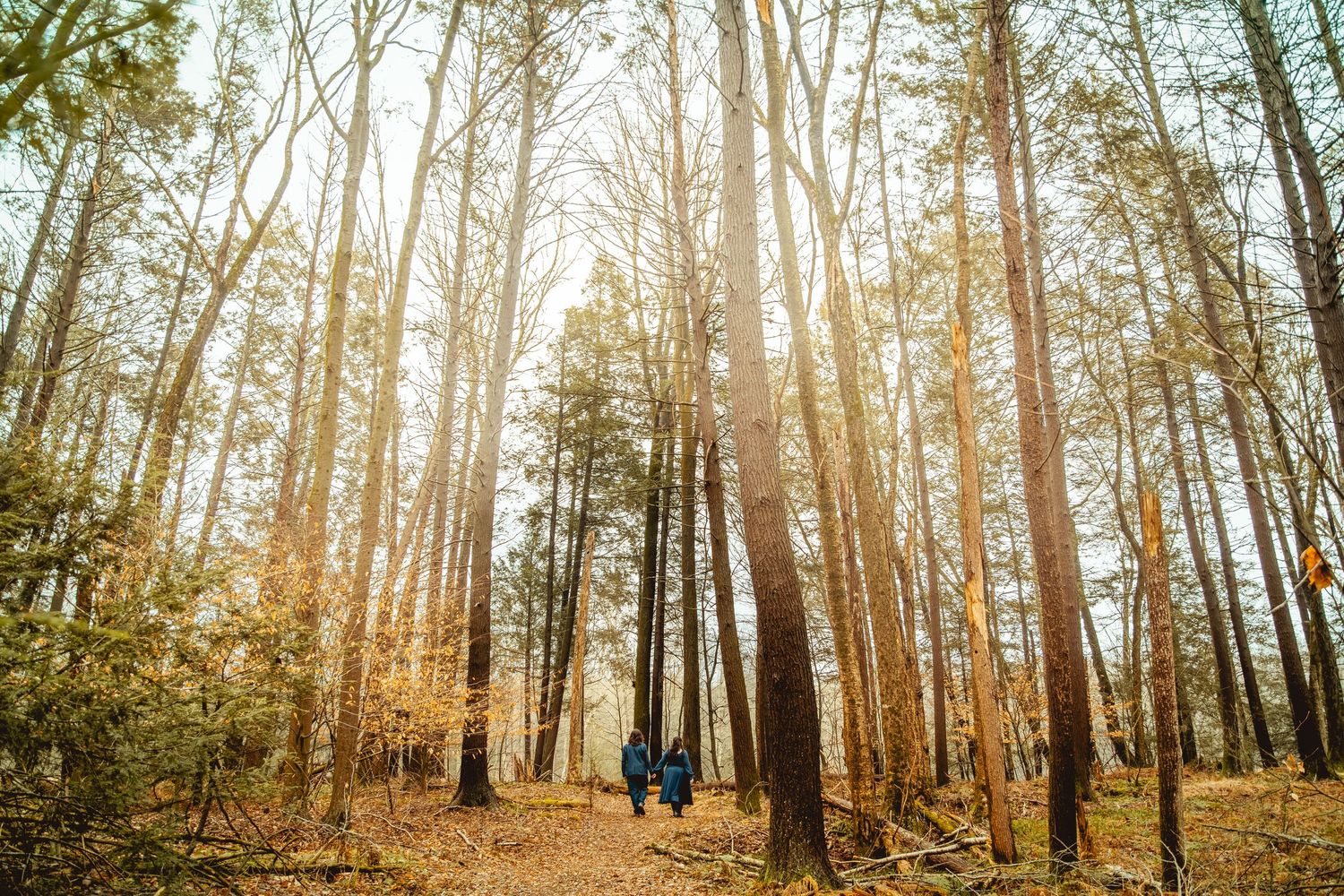 Sunlit autumn forest with tall trees casting long shadows through golden foliage in a panoramic view.