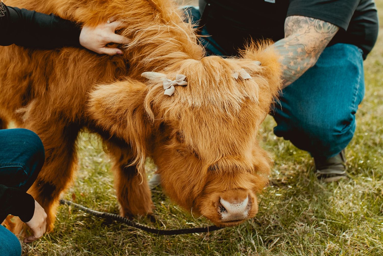 A golden retriever dog with fluffy fur lies on green grass while receiving gentle pets from someone wearing blue jeans.