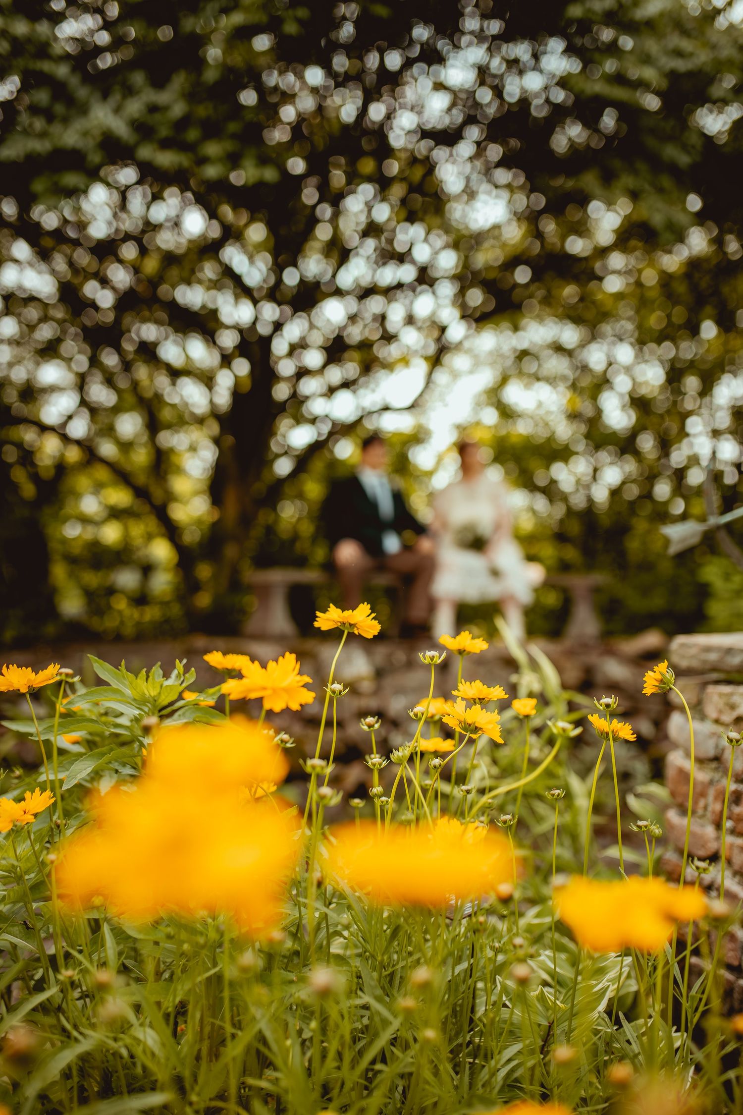 Yellow wildflowers bloom in a garden with soft bokeh effect and trees in the background during golden hour.