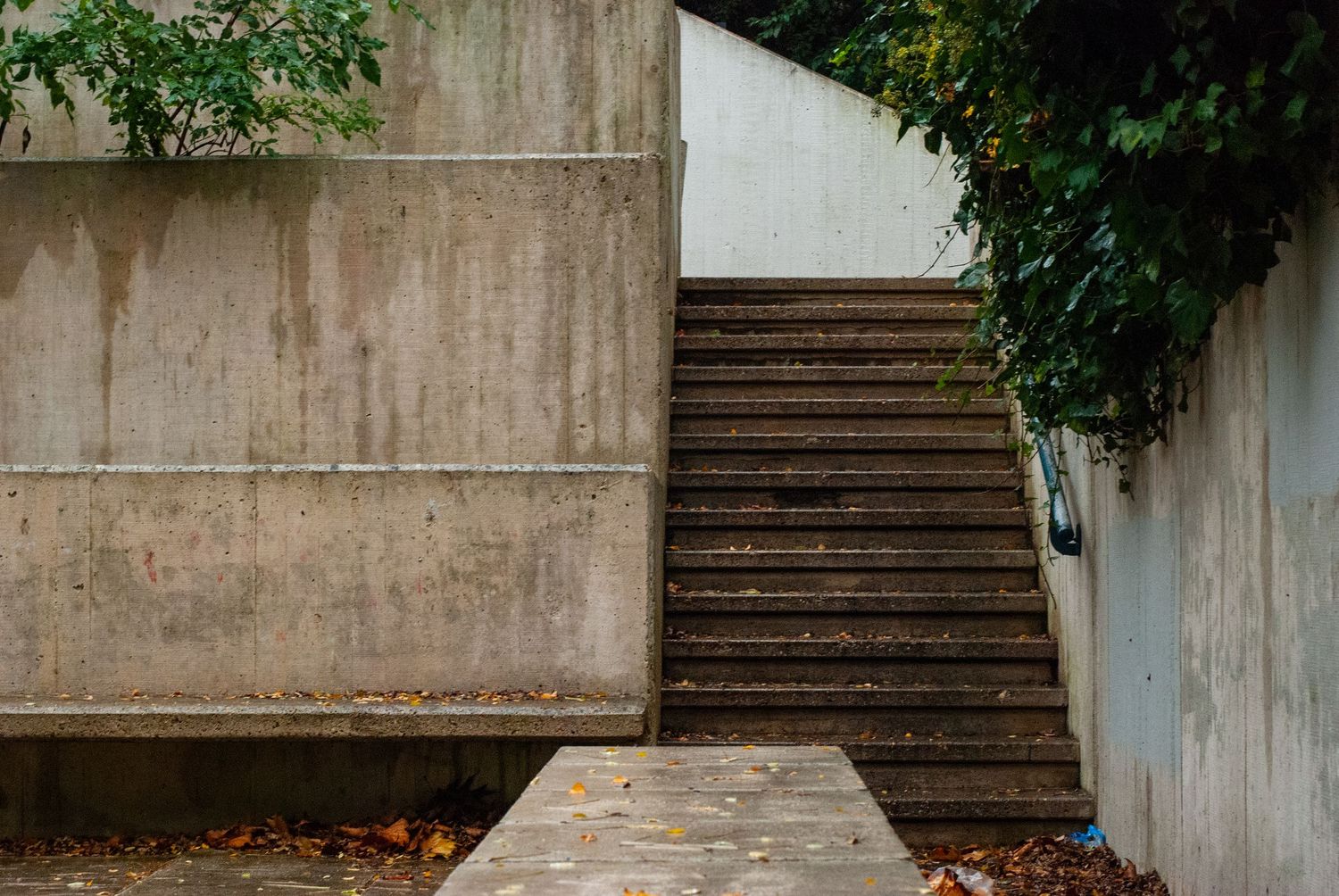 Concrete stairs with autumn leaves and greenery along a minimalist architectural wall.