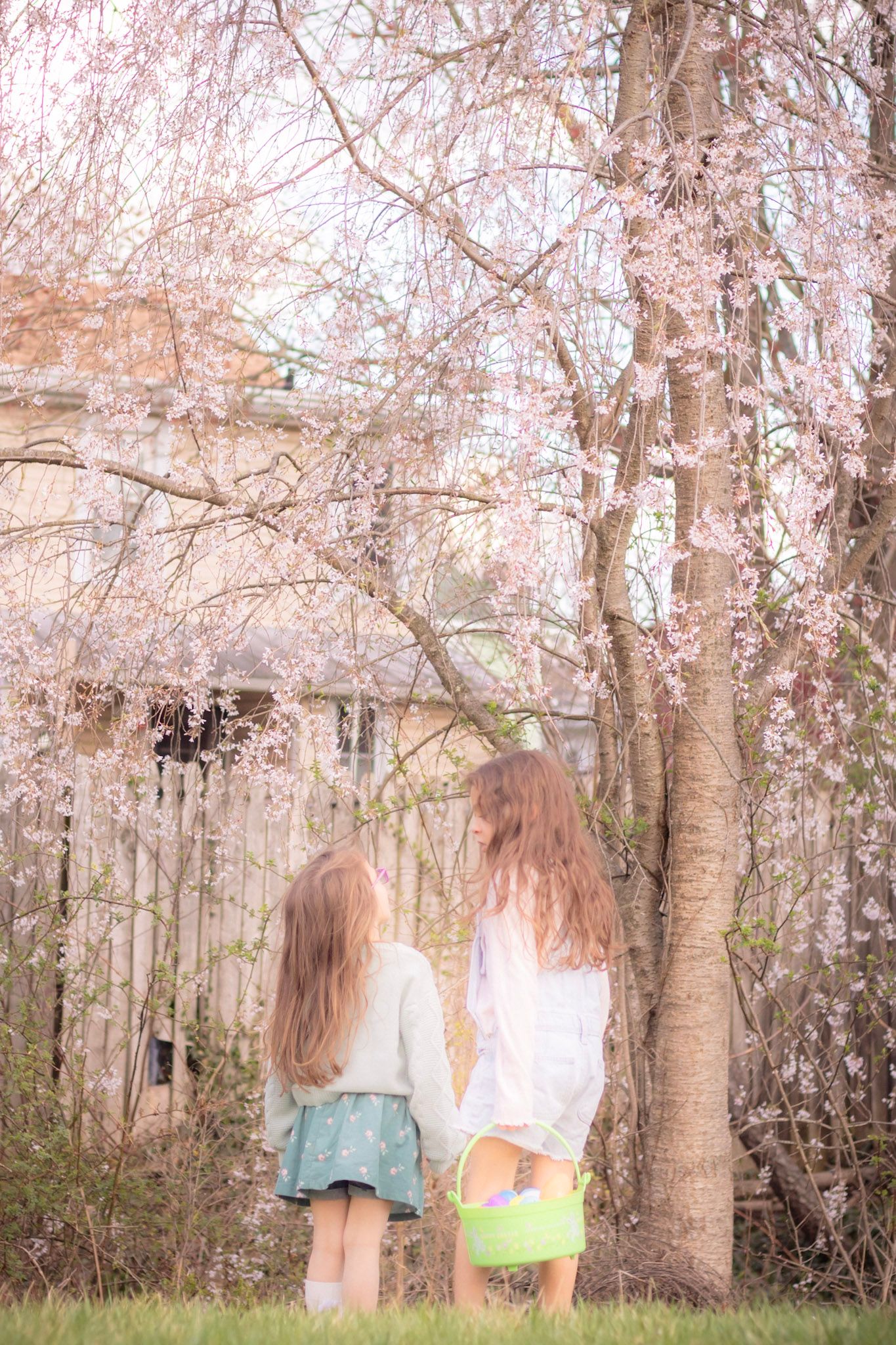 Two young girls with long hair standing under a blooming pink cherry blossom tree in a backyard.
