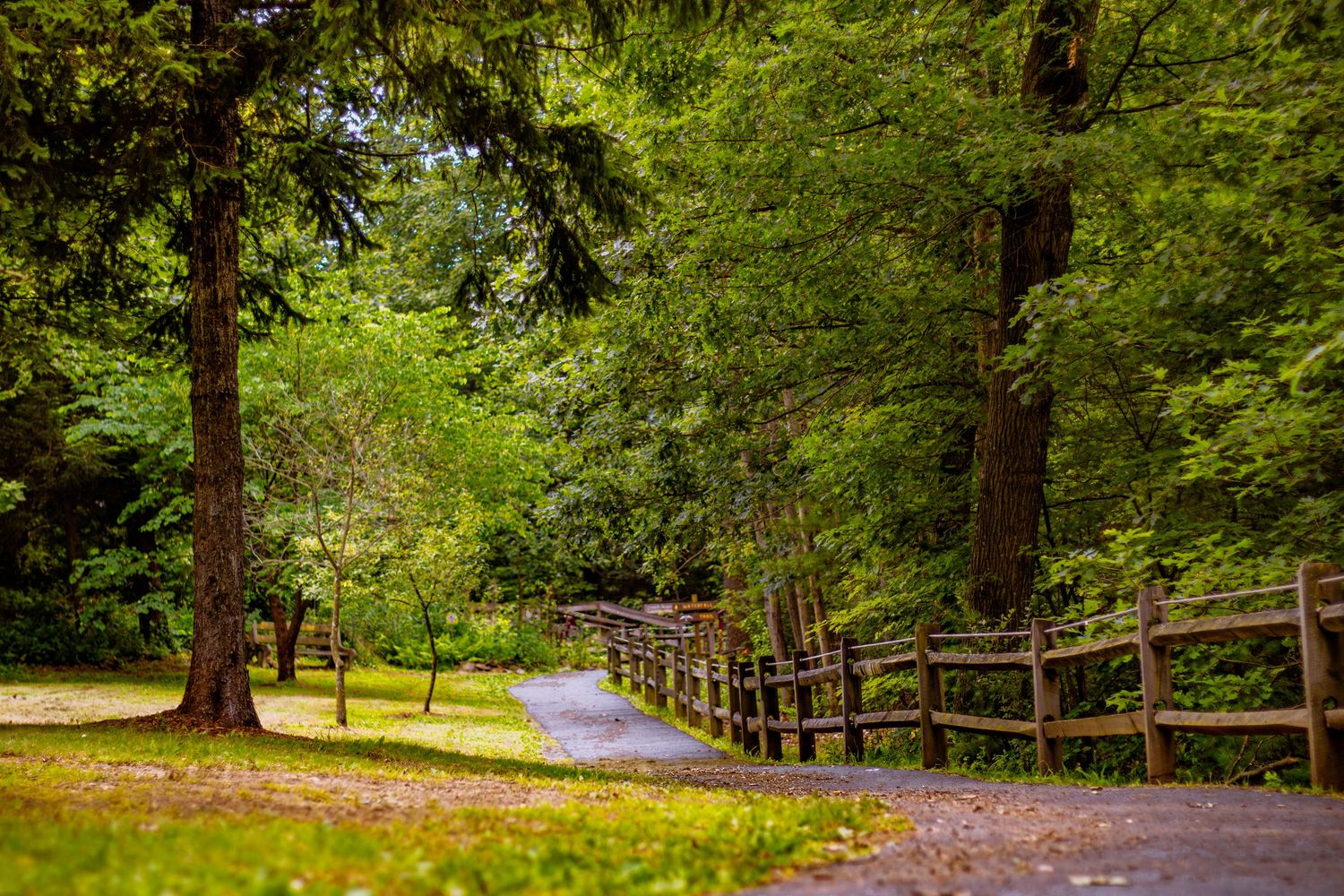 Winding park path with wooden split-rail fence surrounded by tall lush green trees.