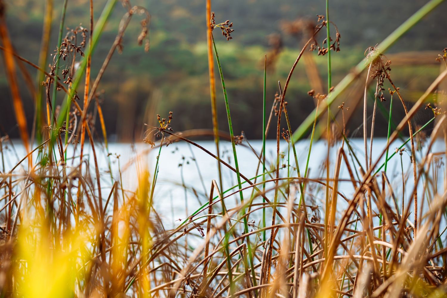 Golden autumn marsh grasses and reeds growing along a tranquil lakeside shoreline.