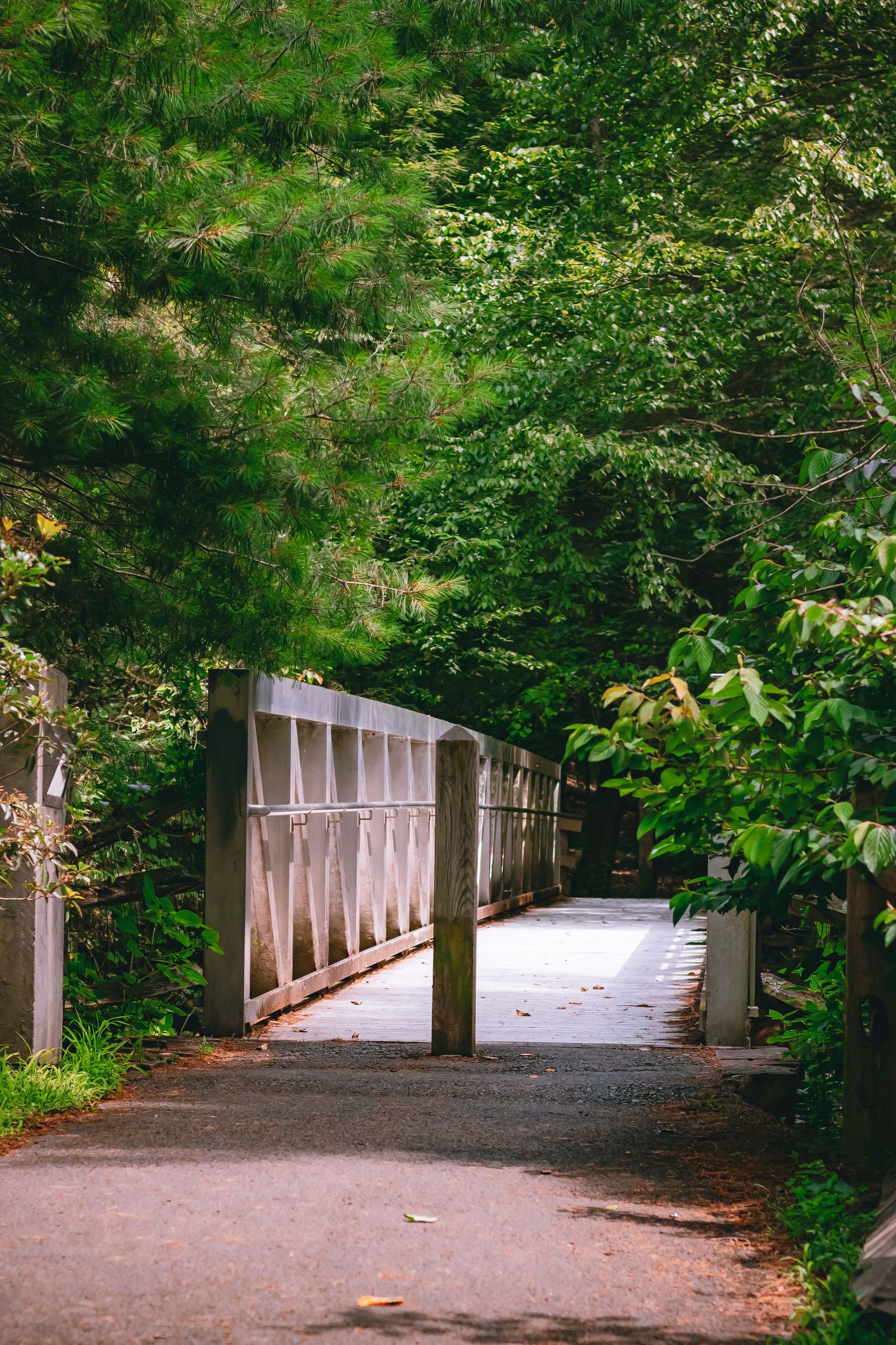 Peaceful wooded walking path with white railing bridge surrounded by vibrant green trees.