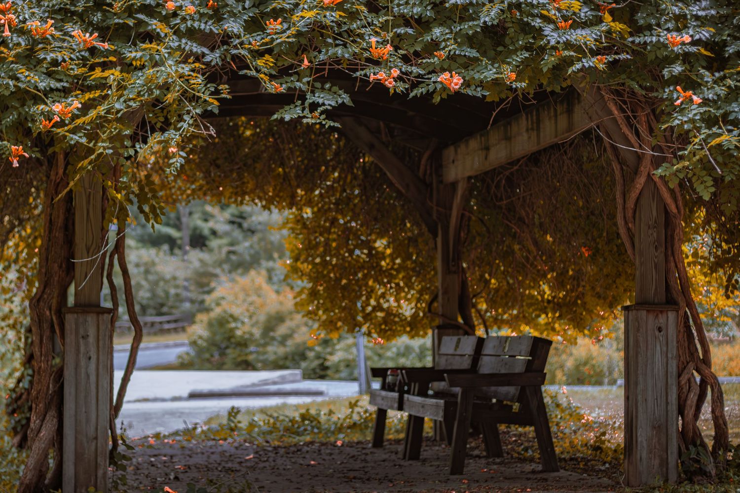 Cozy wooden bench under autumn pergola covered in orange trumpet vine beside a lake.