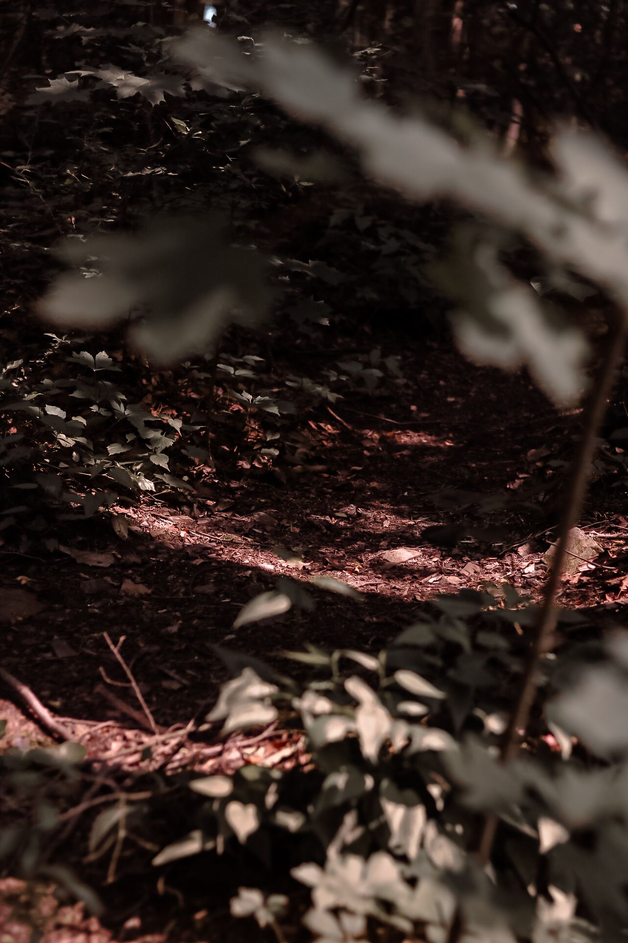 Dappled sunlight filtering through dark forest undergrowth illuminating a winding dirt path.