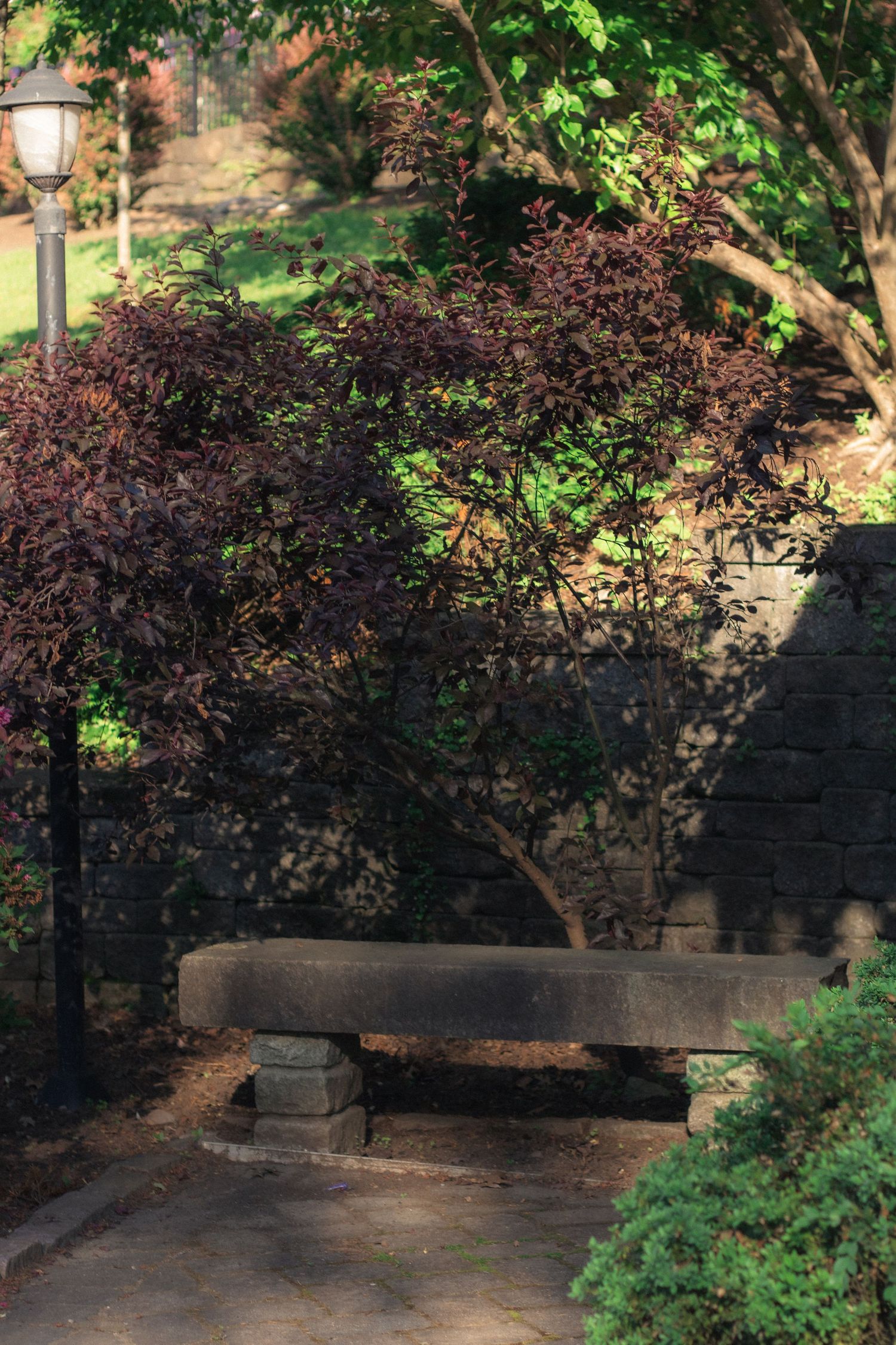 Stone bench beneath a purple Japanese maple tree in a serene garden park with a vintage lamp post nearby.