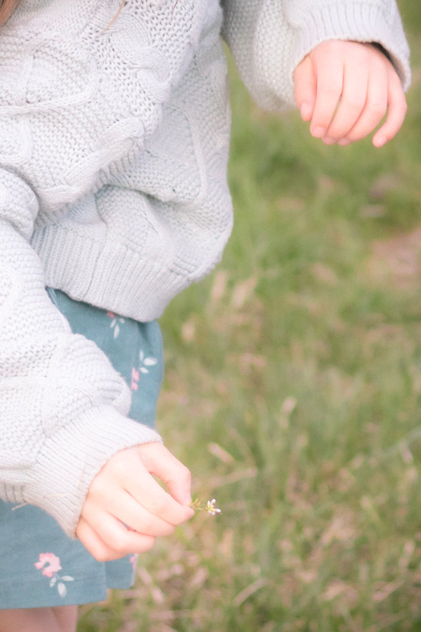 Close-up of young child in grey knit sweater picking a tiny white wildflower in a field.