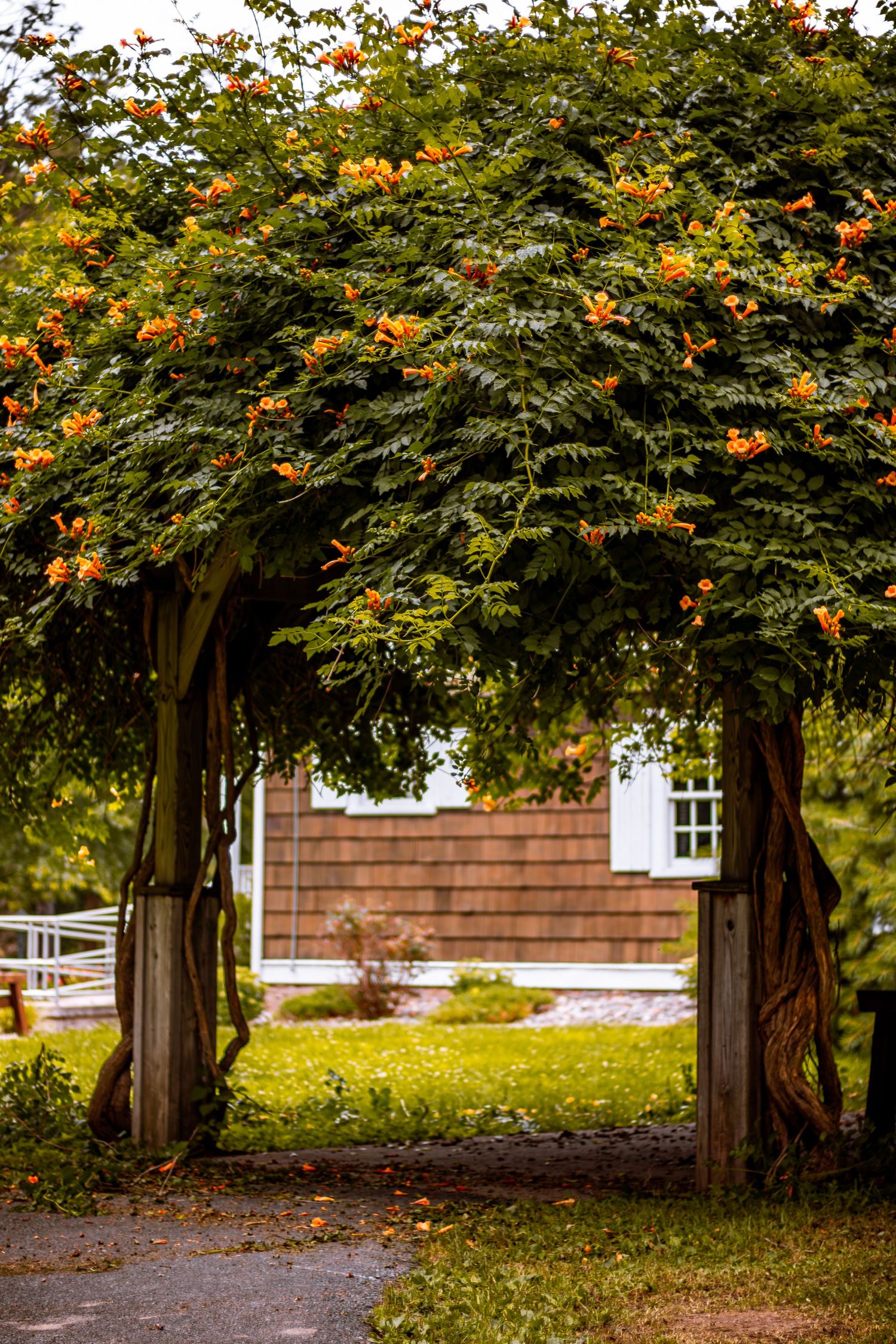 Natural archway of orange trumpet vine over wooden posts framing a brown shingled building.
