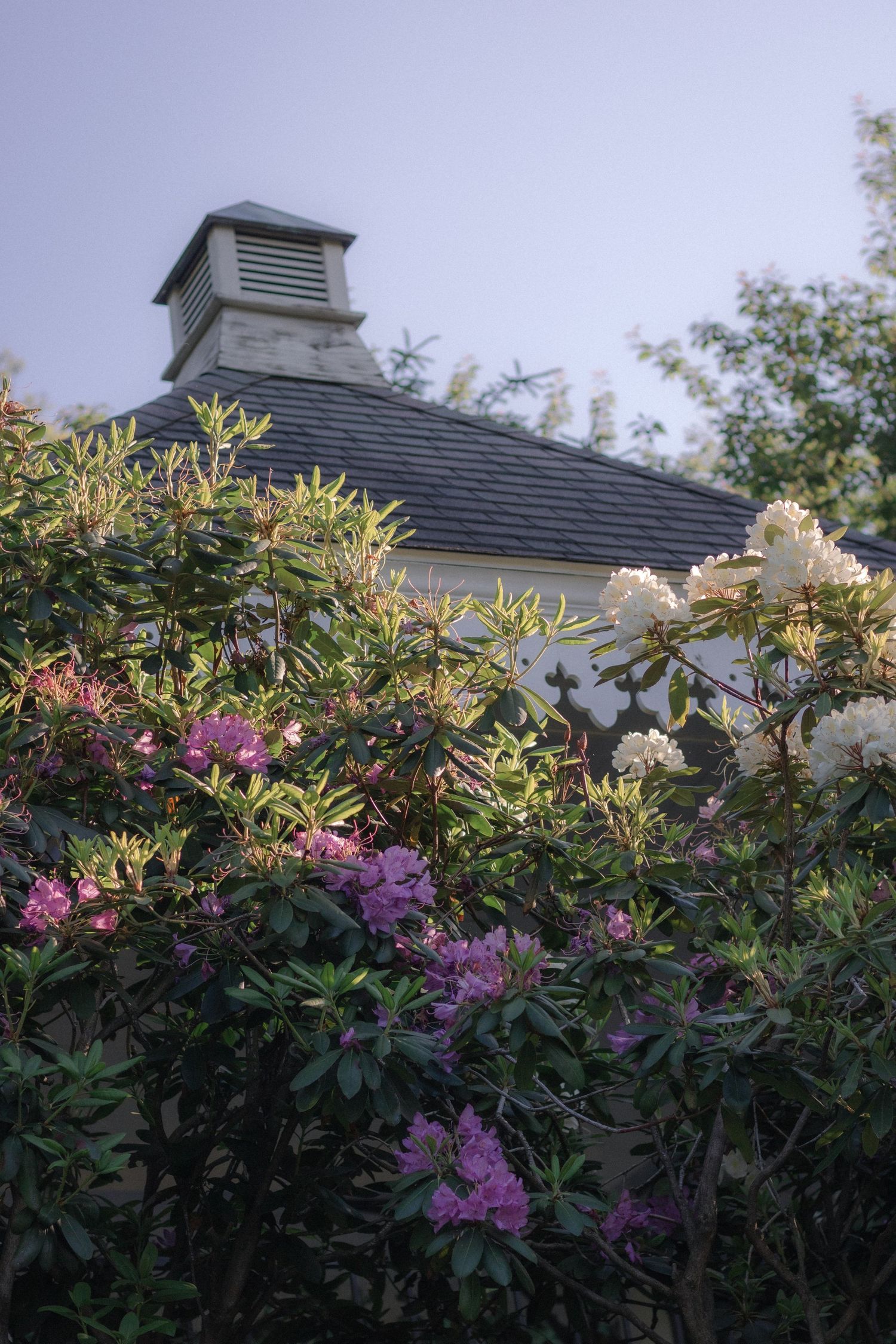 Rhododendrons with purple and white blooms surround a classic white gazebo with slate roof under a clear blue sky.