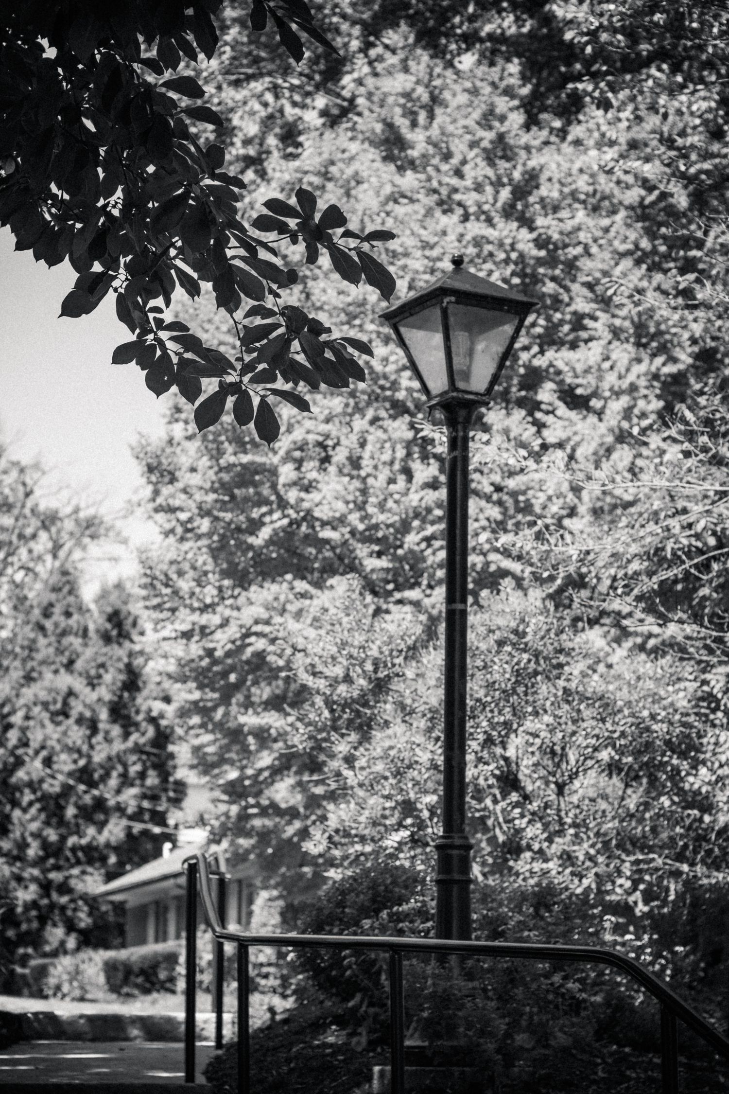 Black and white photo of classic street lamp post beside railing among lush park trees.
