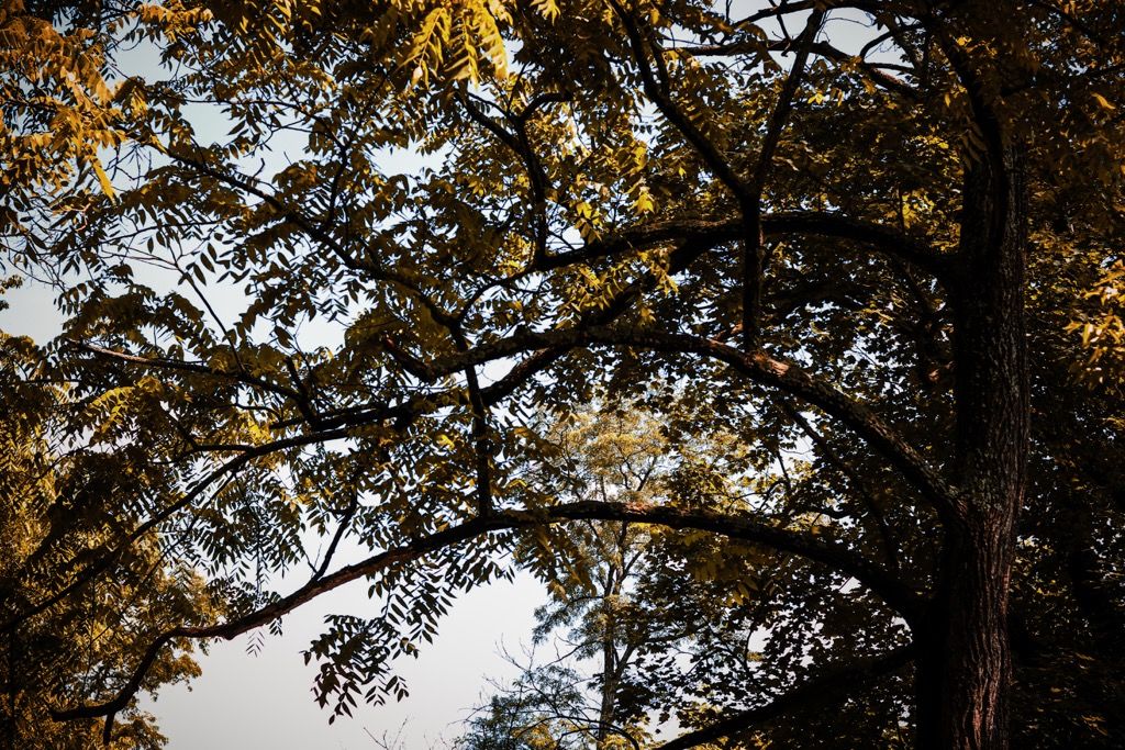 Golden autumn leaves on tree branches silhouetted against a pale overcast sky.