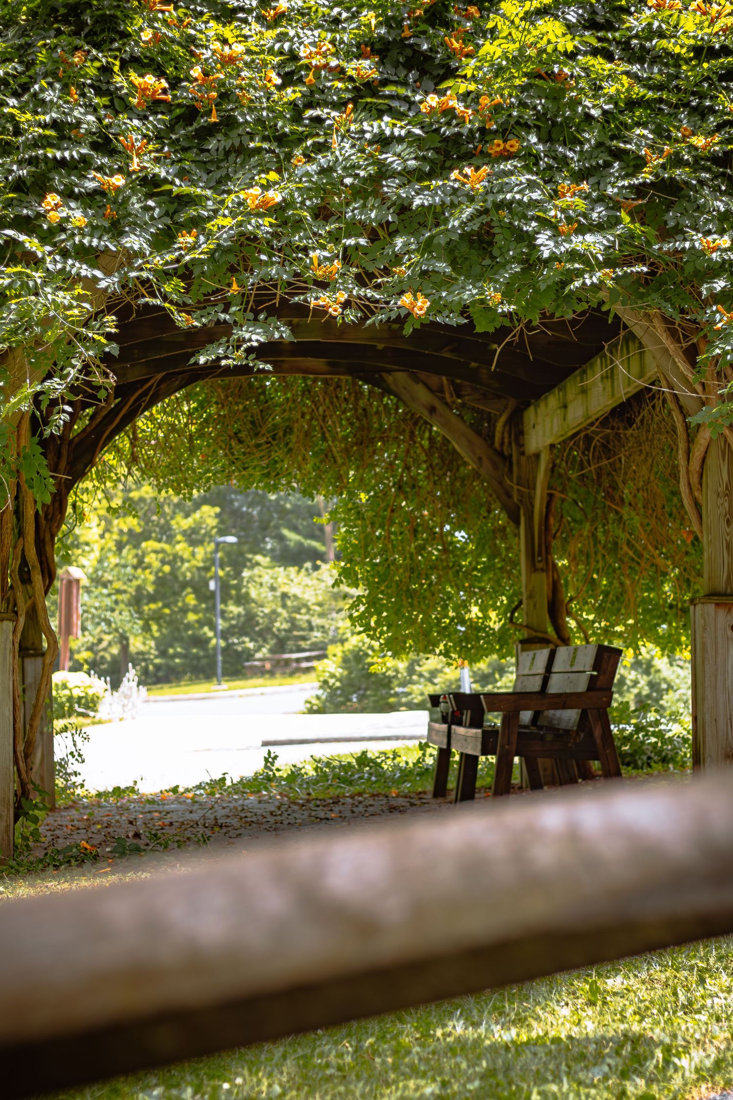 Sunlit garden pergola draped in green vines with orange flowers framing a wooden bench.