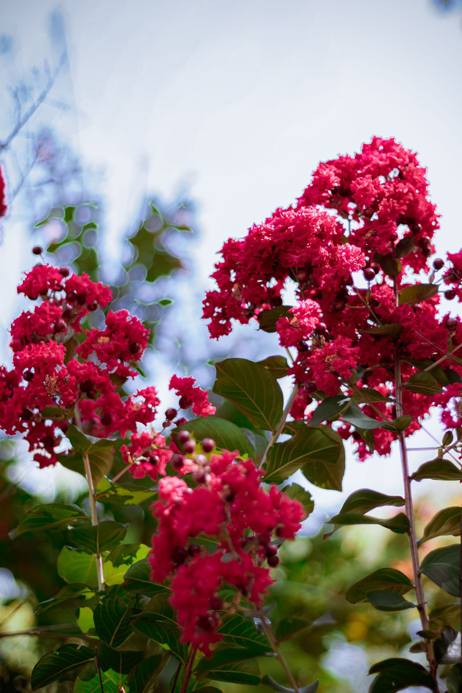 Vibrant red crepe myrtle flowers blooming against a soft blue sky background.