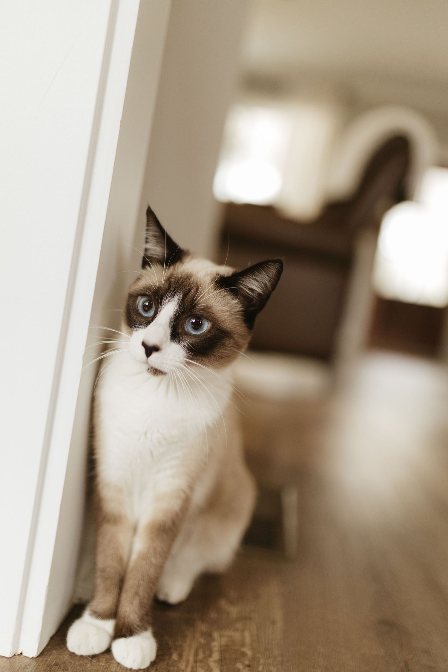 Ragdoll cat with striking blue eyes and dark points peeks around a doorway.