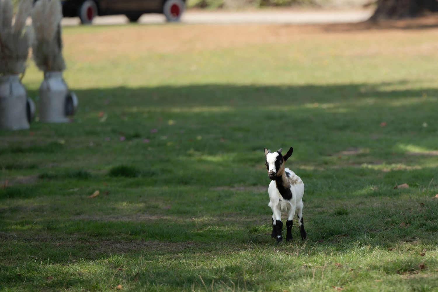 A black and white border collie dog running and playing fetch in a grassy park area.
