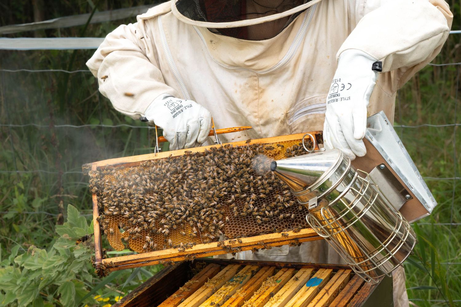 A beekeeper in protective gear inspecting wooden honeycomb frames filled with active bees working on honey production.