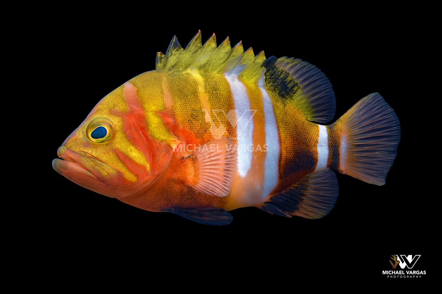 Neptune Grouper