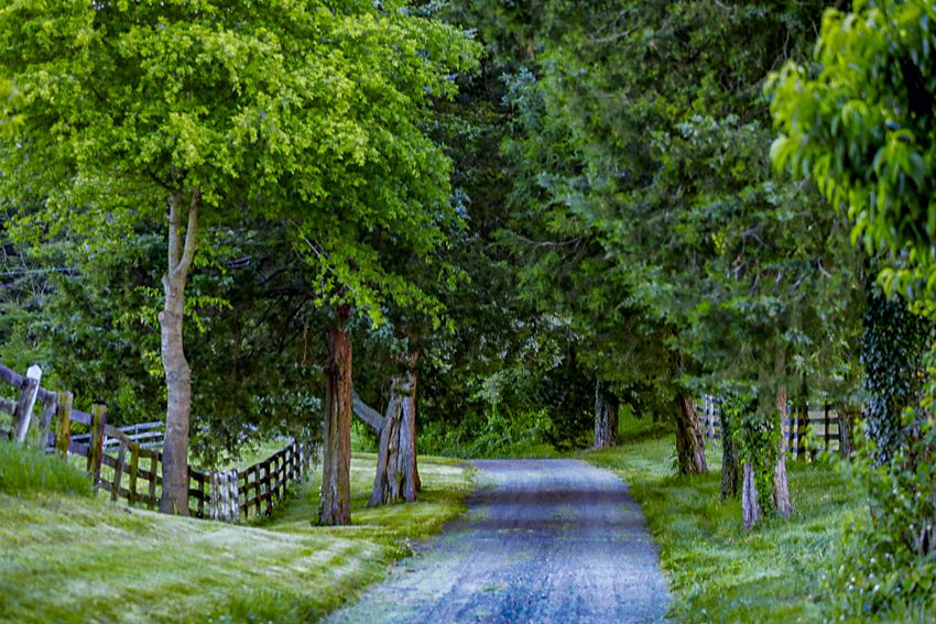 A row of four photographs showing a tranquil tree-lined path with wooden fences and lush green foliage in summer.