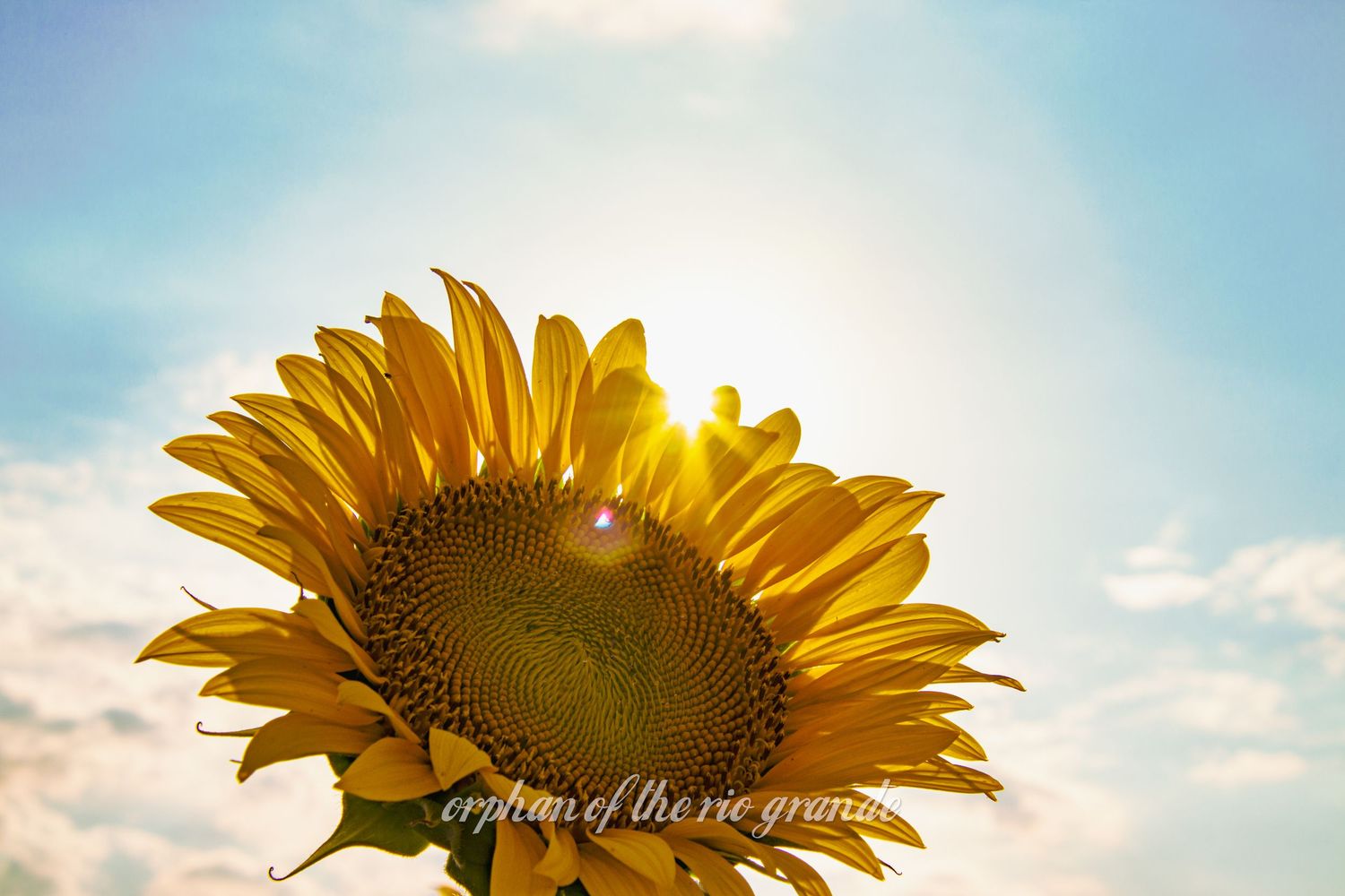 college station photographer, photographer near me, photography near me, photography in college station, texas, bryan texas photography