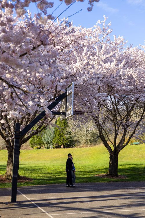 Person standing under blooming cherry blossom trees near a basketball hoop in a sunny park with green grass.