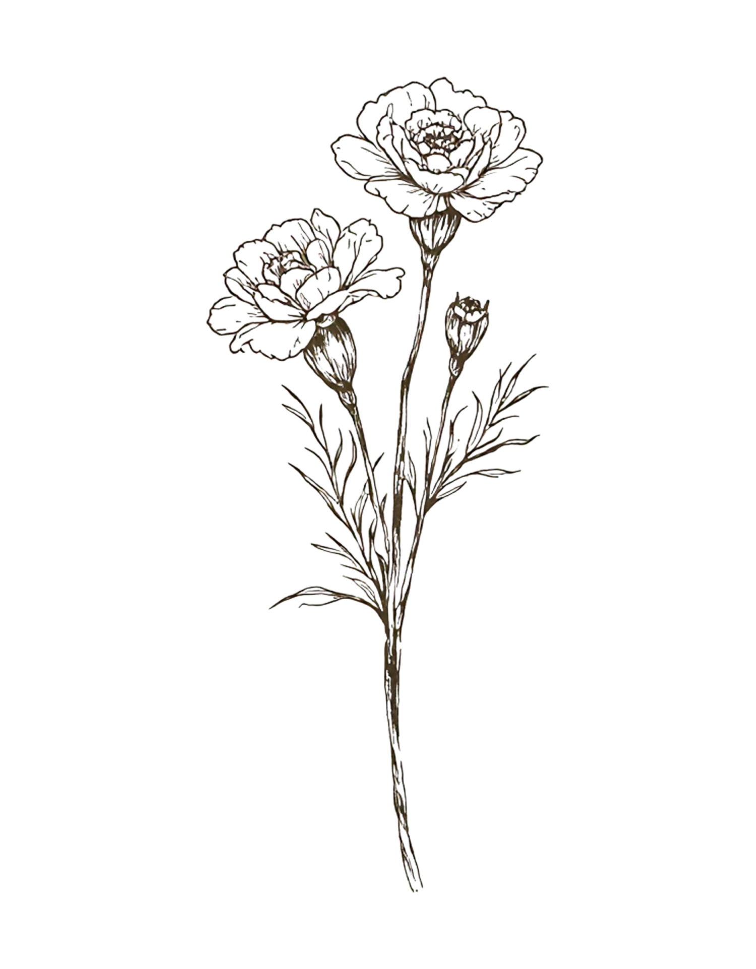 Detailed botanical line drawing of marigold flowers with buds and leaves on white background.