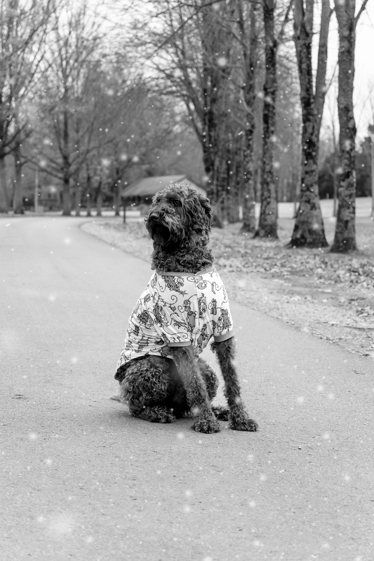 Curly black dog wearing a festive patterned shirt sits on a path in a snowy black and white photo.