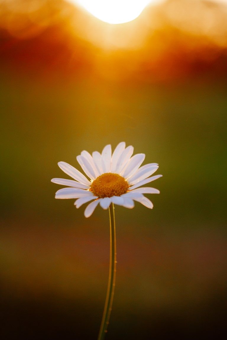 Photo d'une marguerite avec le coucher de soleil en arrière plan