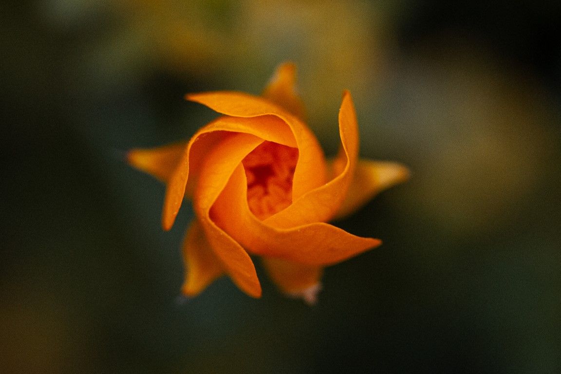 Gros plan macro d'un bouton de rose orange vif aux pétales tourbillonnants sur fond vert foncé.