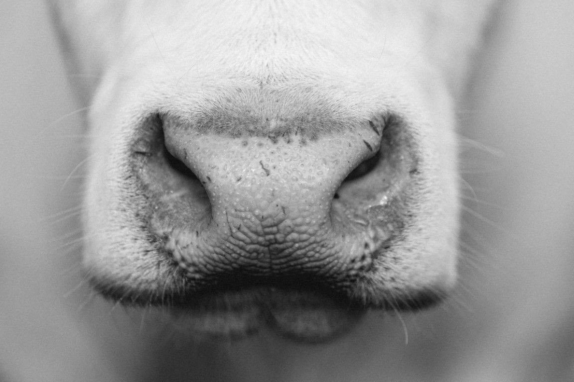 Photographie macro en noir et blanc, en gros plan, du museau d'une vache, montrant la texture détaillée de sa peau.