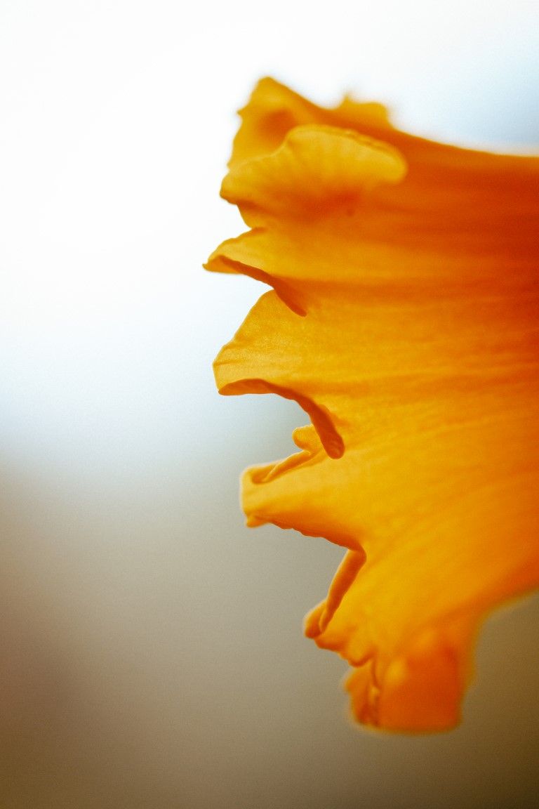 Gros plan macro extrême du bord d'un pétale de couronne de jonquille d'un orange éclatant sur un fond bleu doux.