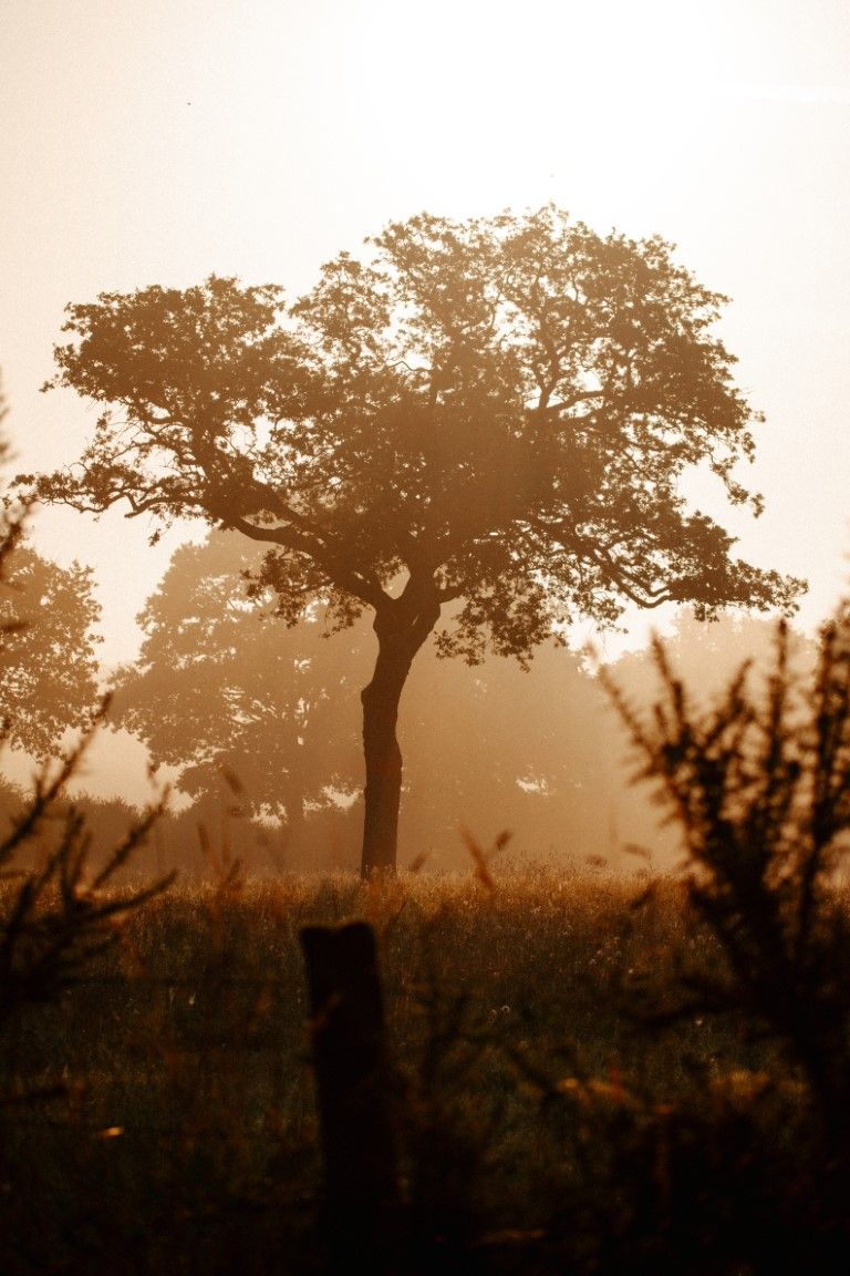 Un arbre solitaire se détachant sur un lever de soleil doré et brumeux dans un champ rural.