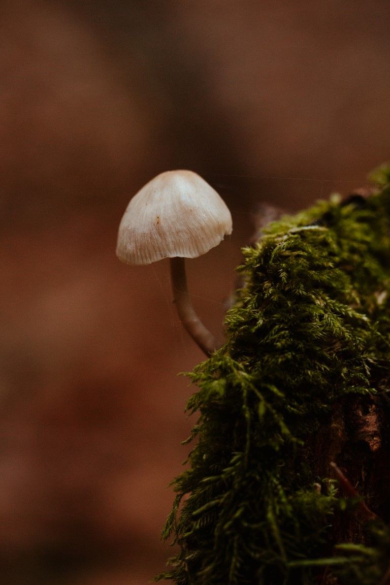 Un minuscule champignon blanc poussant sur du bois recouvert de mousse, dans un décor de forêt sombre.
