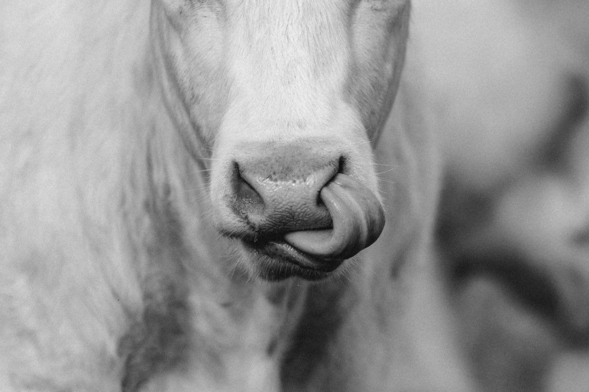 Portrait en gros plan, en noir et blanc, d'une vache se léchant le nez avec sa langue.