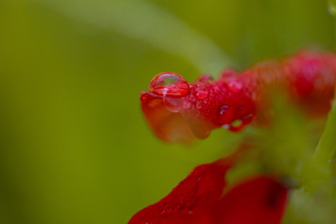 Gros plan extrême de pétales de coquelicot avec des gouttelettes d'eau scintillantes sur un fond vert tendre.