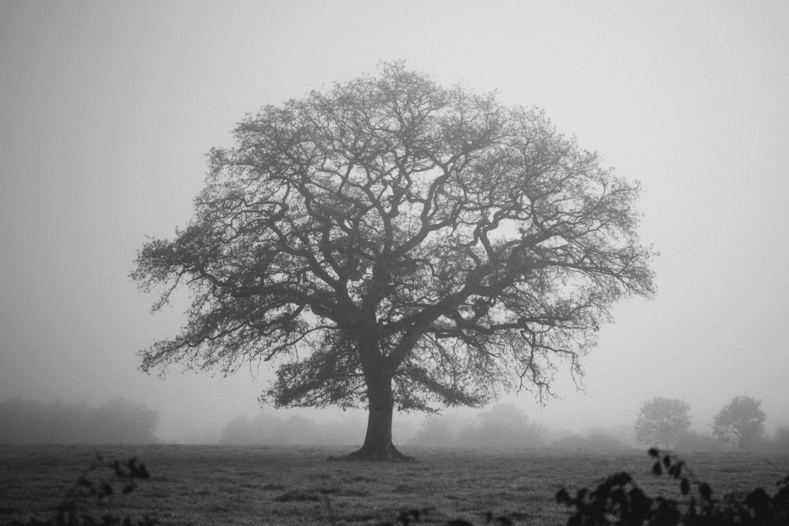 Photographie en noir et blanc d'un chêne nu solitaire se dressant dans un champ brumeux.