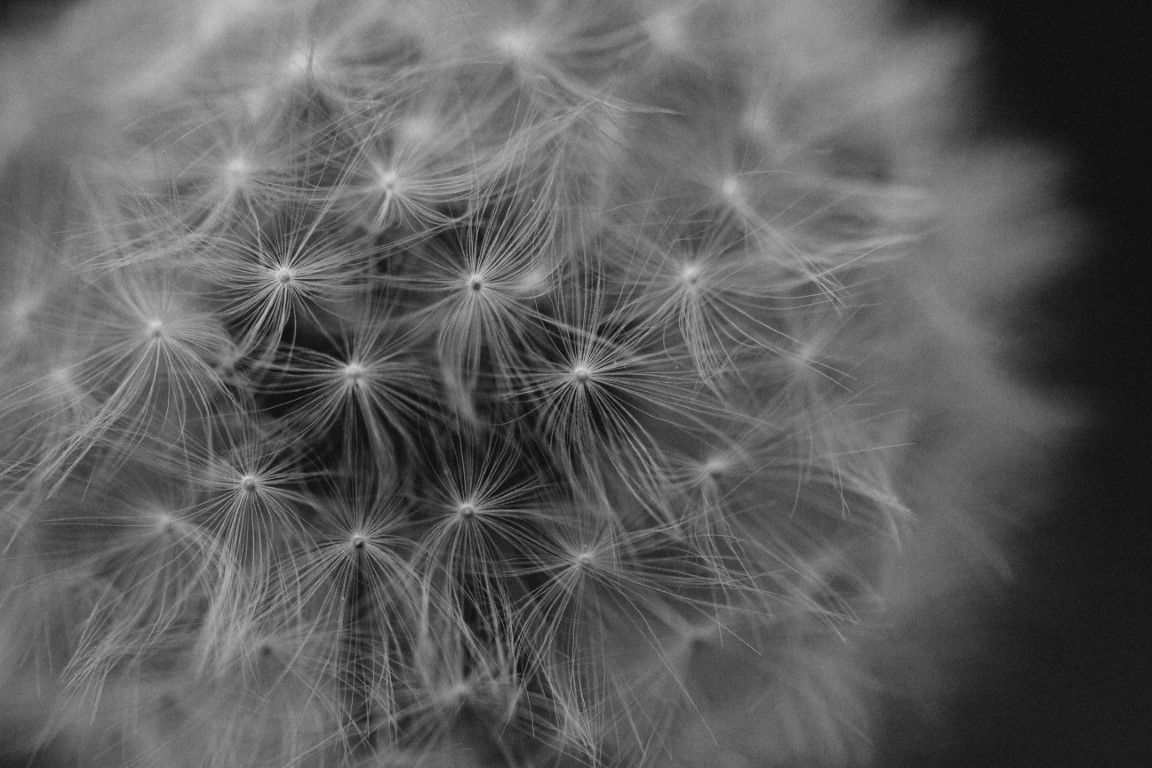 Photo macro en noir et blanc d'une fleur de pissenlit en pleine floraison.
