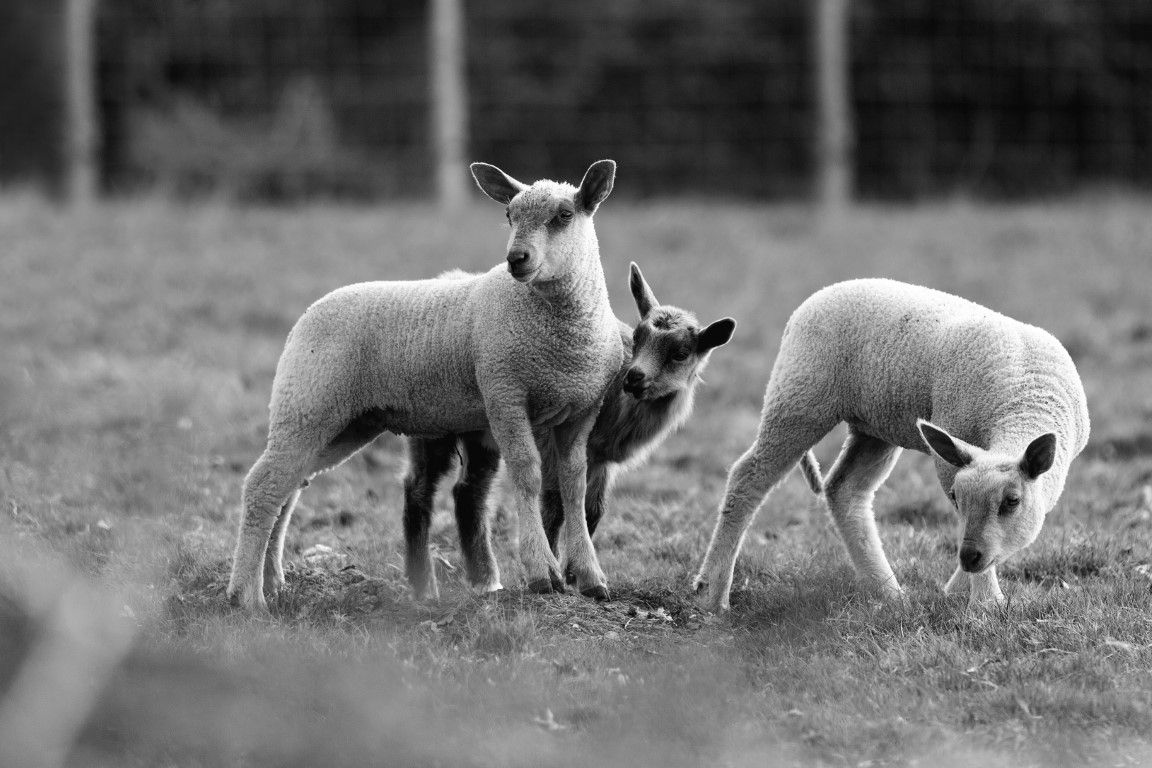 Trois jeunes agneaux broutant et interagissant ensemble dans un champ, photo en noir et blanc.