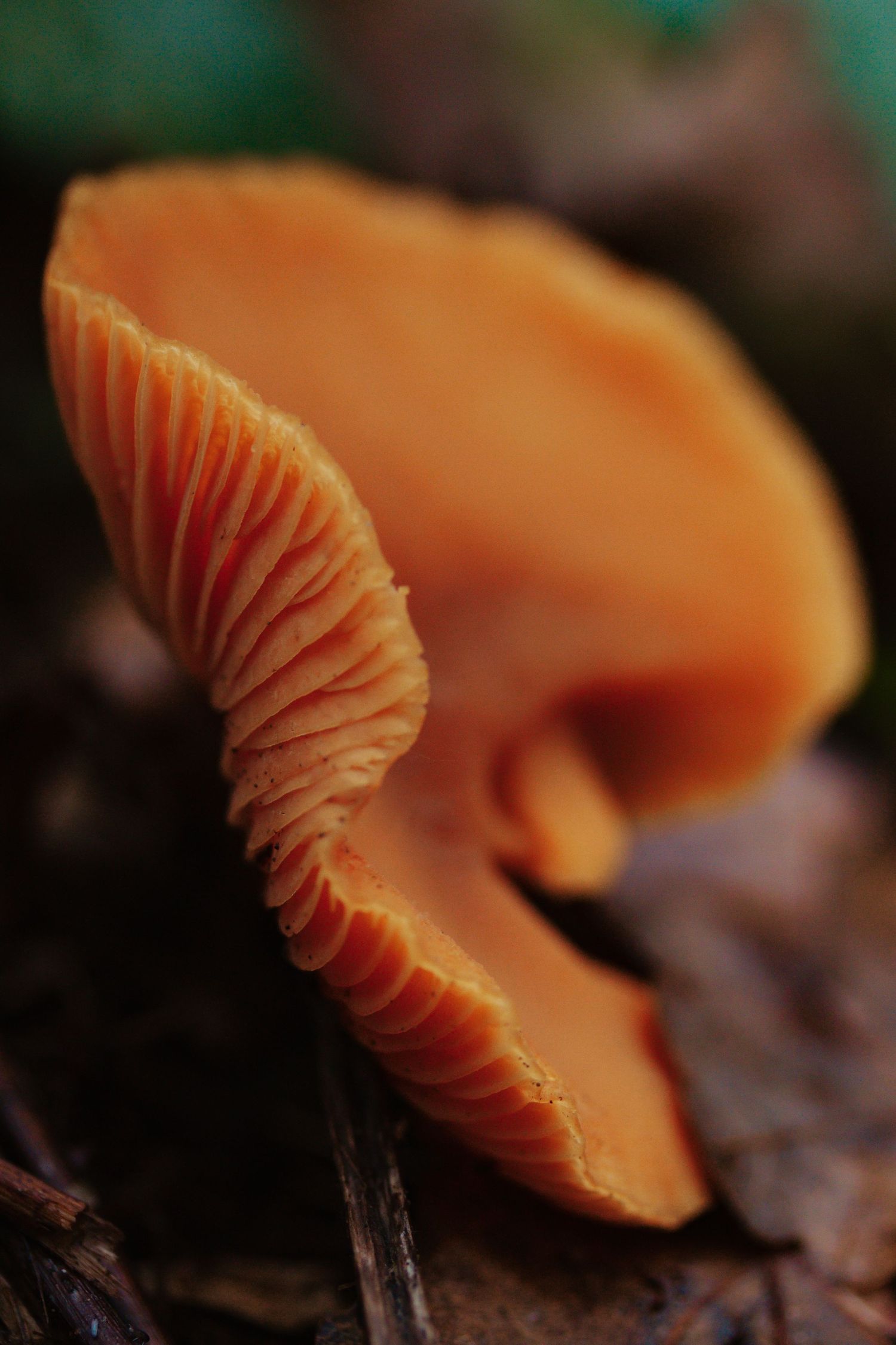 Gros plan sur un champignon orange vif montrant les lamelles détaillées sous le chapeau, sur le sol forestier.
