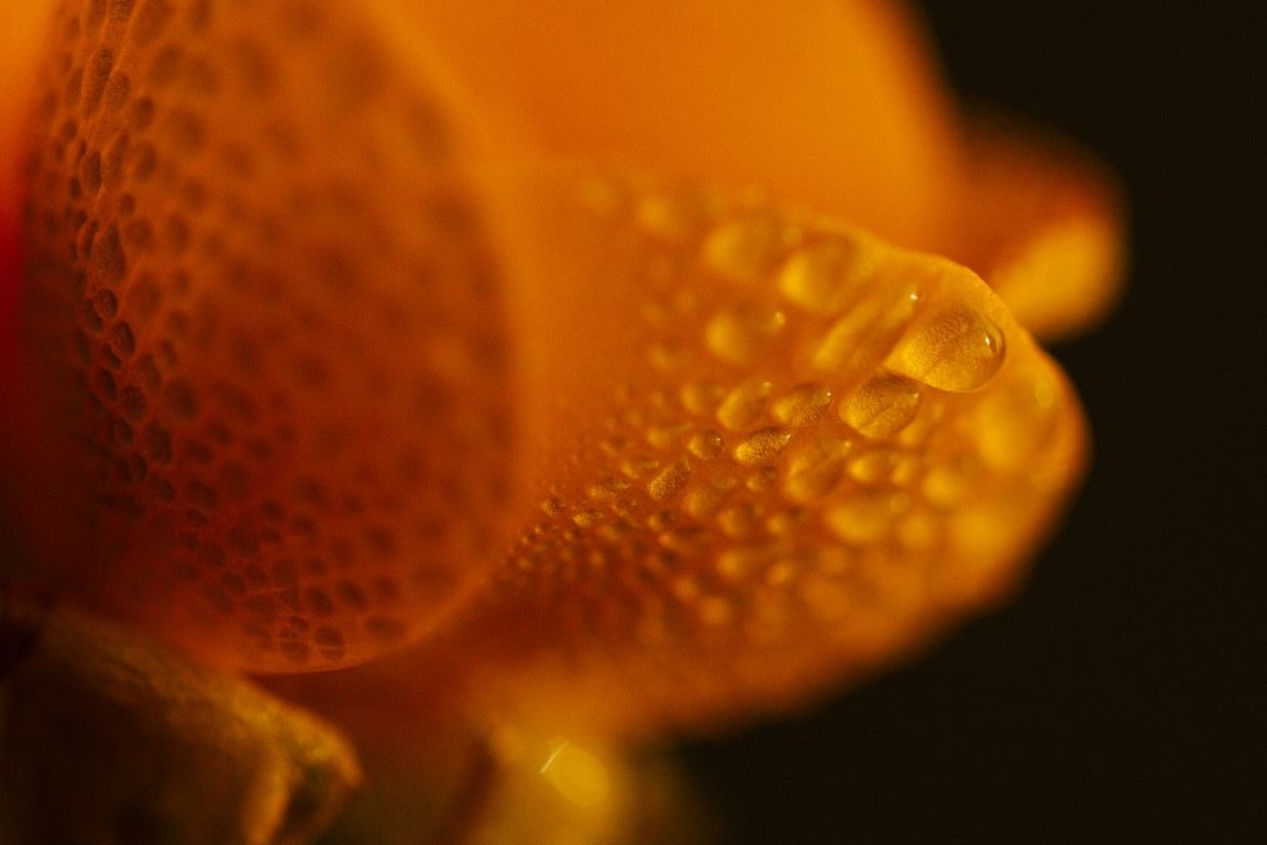 Photographie macro extrême de pétales de fleurs orange vif recouverts de gouttelettes d'eau scintillantes.