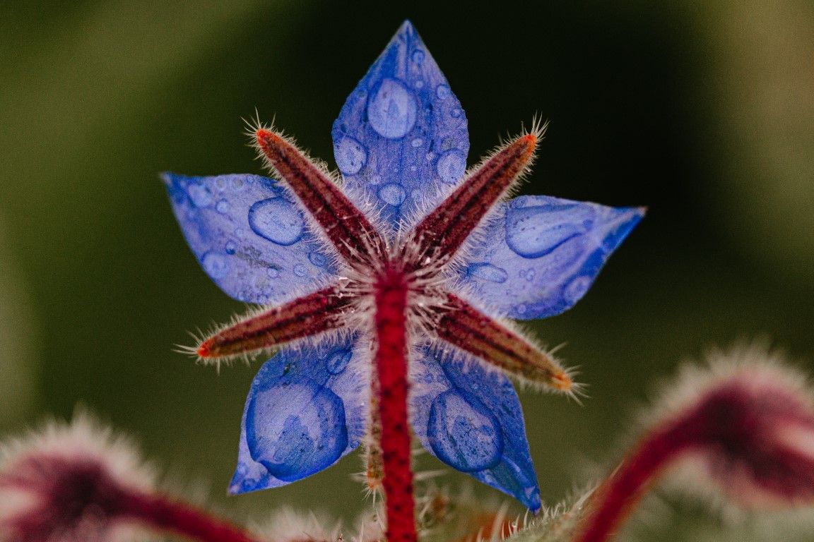 Photographie macro d'une fleur de bourrache bleue avec des gouttelettes d'eau sur les pétales, sur fond vert.