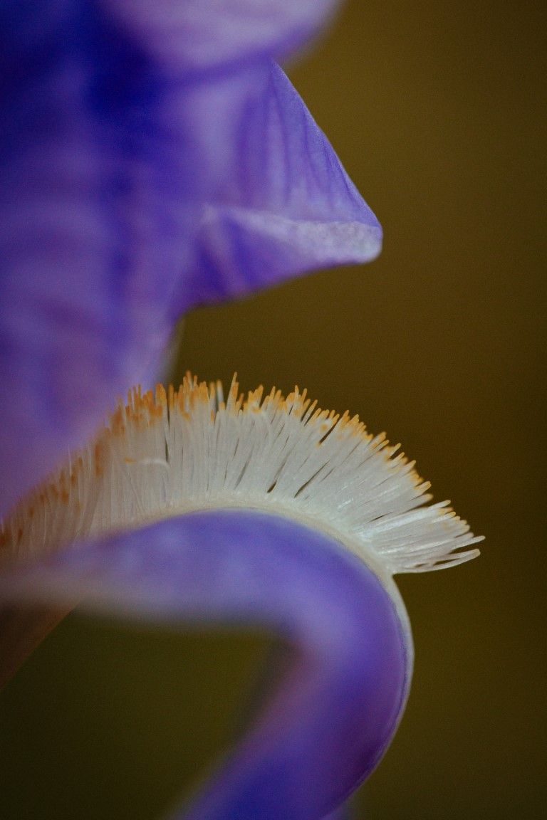 Photo macro en gros plan d'une fleur d'iris violette montrant les délicats filaments blancs et jaunes de sa barbe sur un fond sombre.