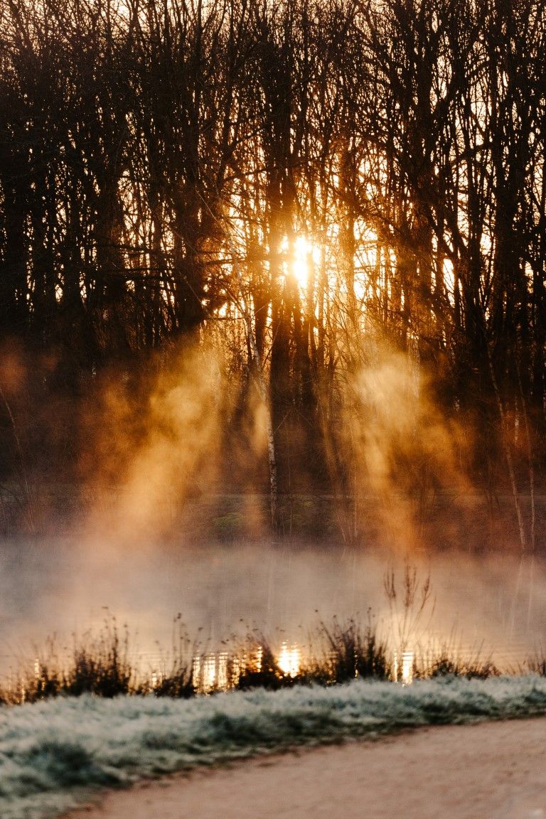 Les rayons dorés du soleil percent les arbres dénudés de l'hiver, projetant une lumière chaude à travers la brume sur un paysage.